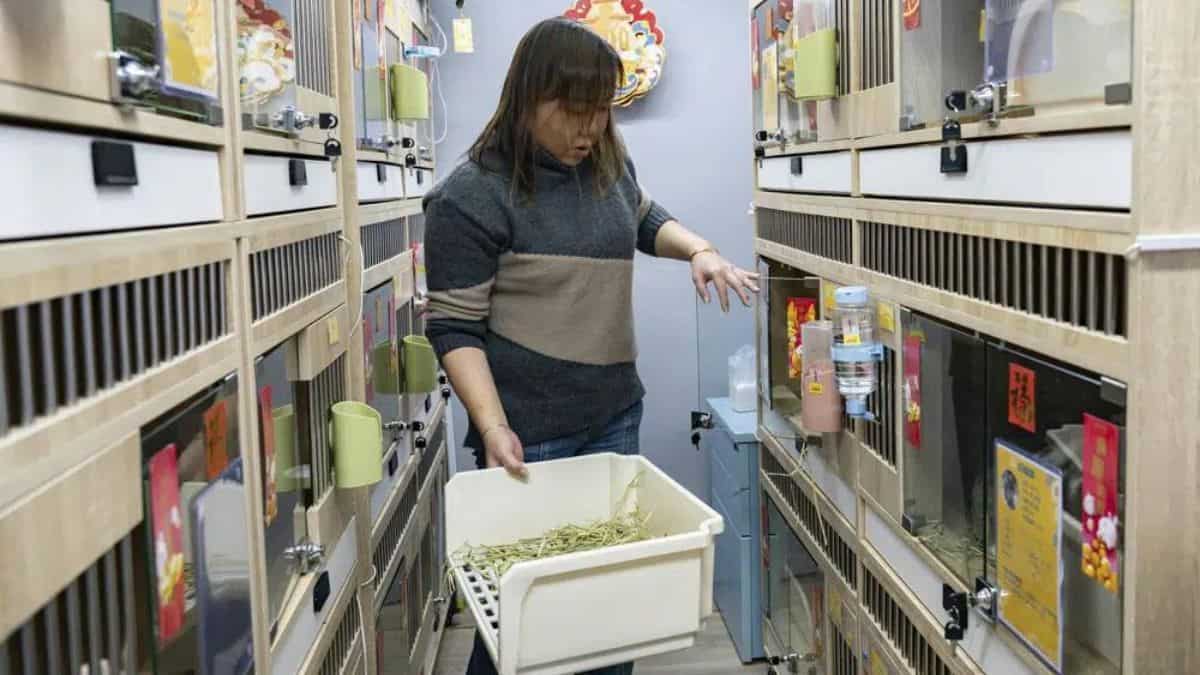 Resorts for rabbits? This country has luxury hotels for bunnies